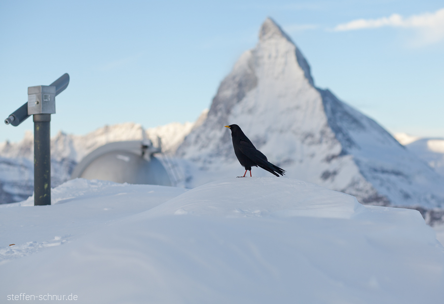 Schnee Fernrohr Matterhorn Schweiz Vogel Wallis Winter