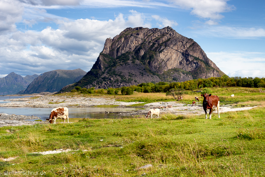 Berg Nordland Kühe Landschaft Norwegen
