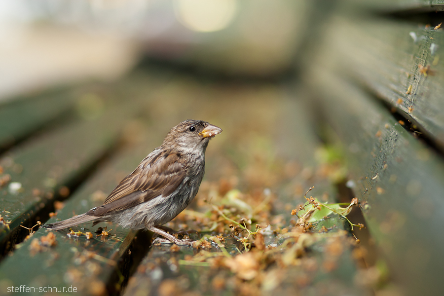 Spatz Alexanderplatz Mitte Berlin Deutschland