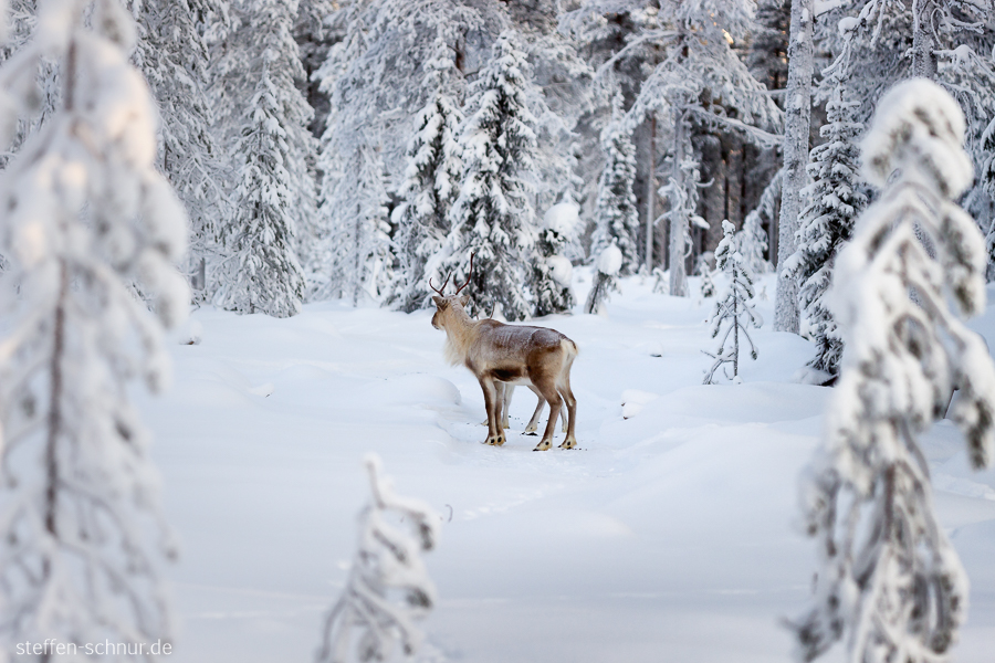 Lappland Finnland Wald