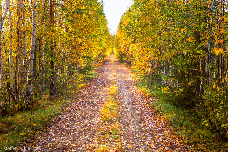 Finland
 autumn
 street
 forest
