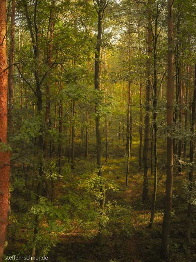 Finnland Bäume Wald