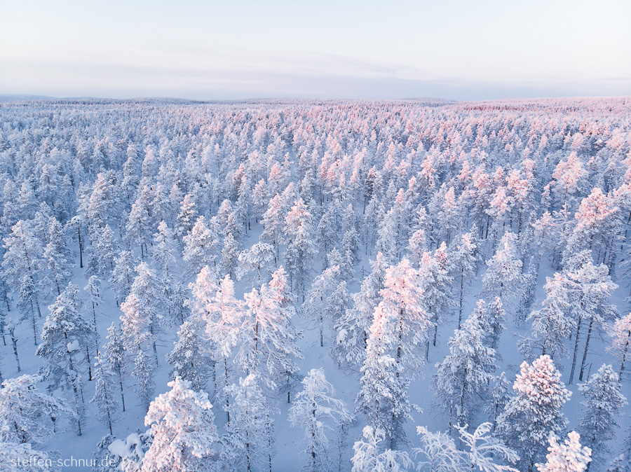 Lappland Finnland Wald Winter