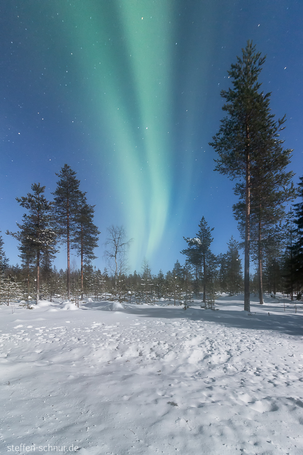 Lappland Finnland Nordlicht Wald Winter