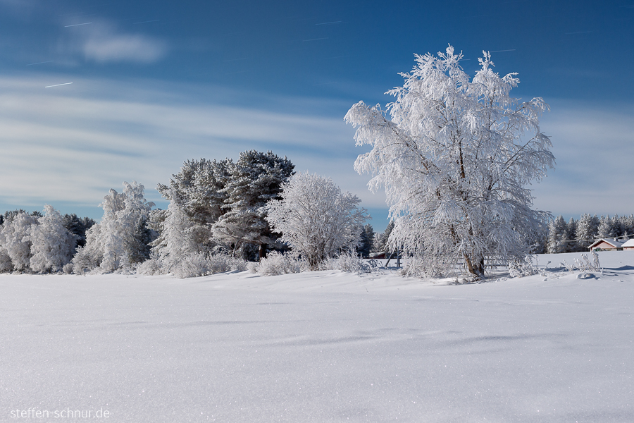 Lappland Finnland Baum Frost