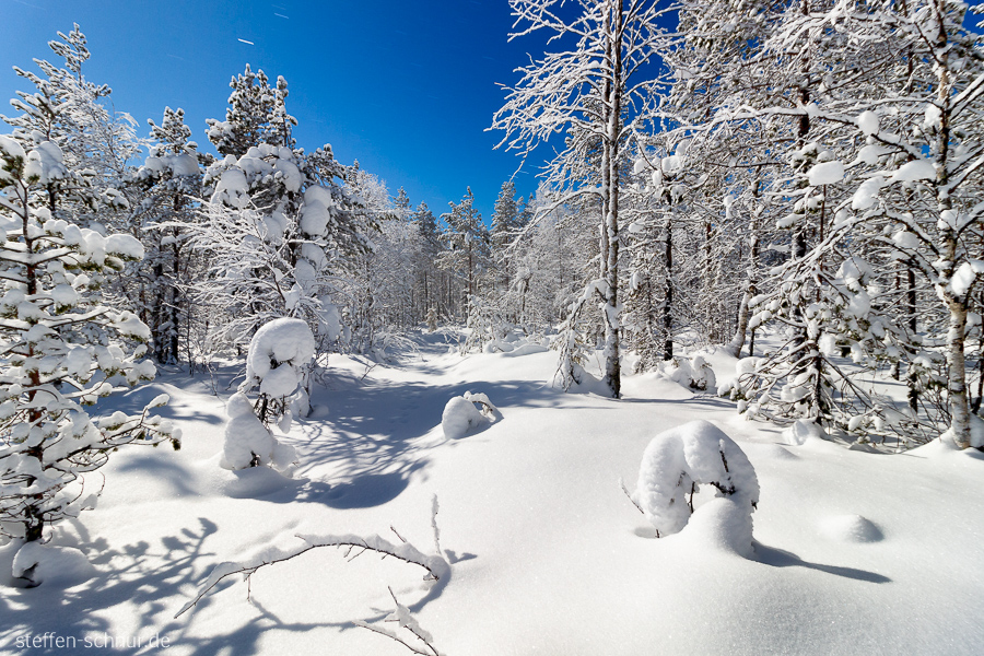 Schnee Lappland Finnland Wald