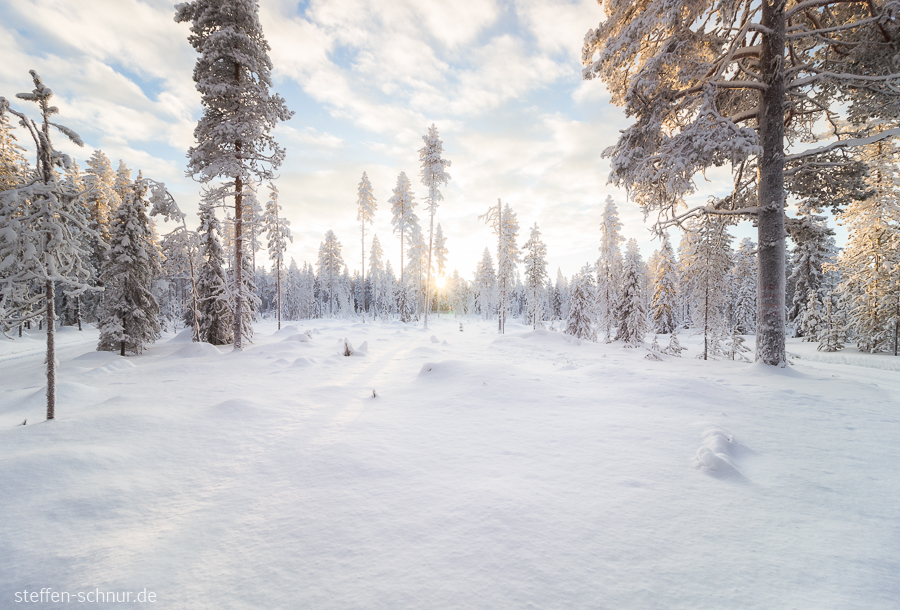 Lappland Finnland Wald Winter