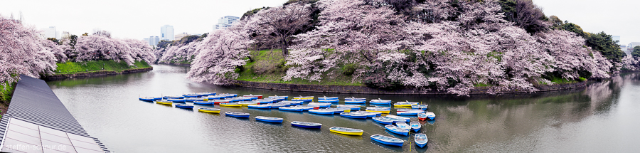 Kirschblüte Tokio Boote Panorama
