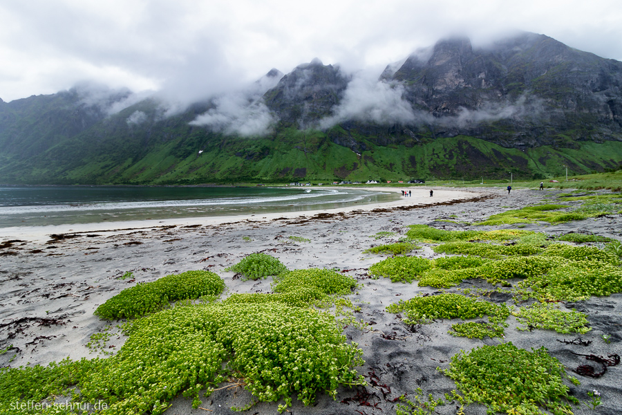 Senja Norwegen Pflanzen Strand Wolken