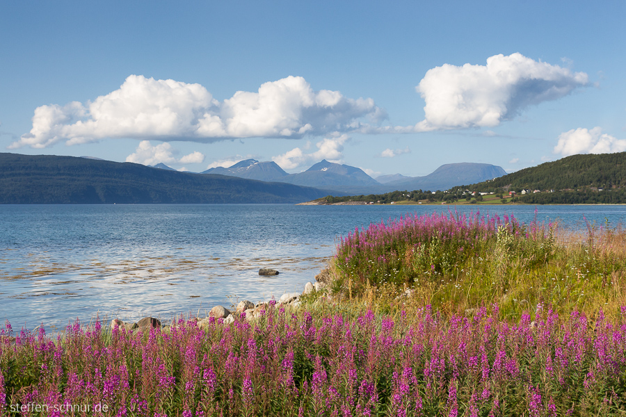 Blumen Meer Norwegen Wolken