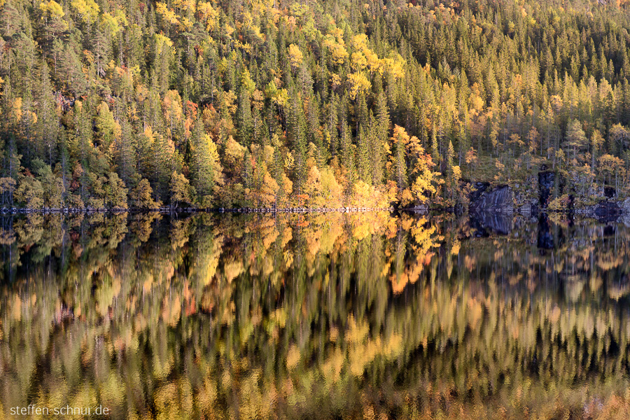 Bäume Herbst Norwegen See Spiegelung Wald