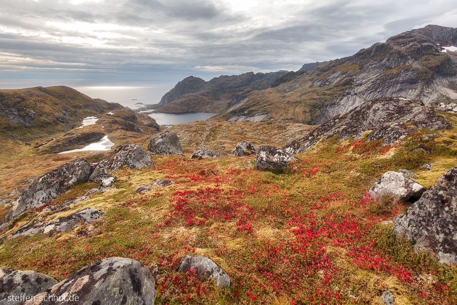 Berge Moskenesoy Blumen Felsen Herbst Lofoten Natur