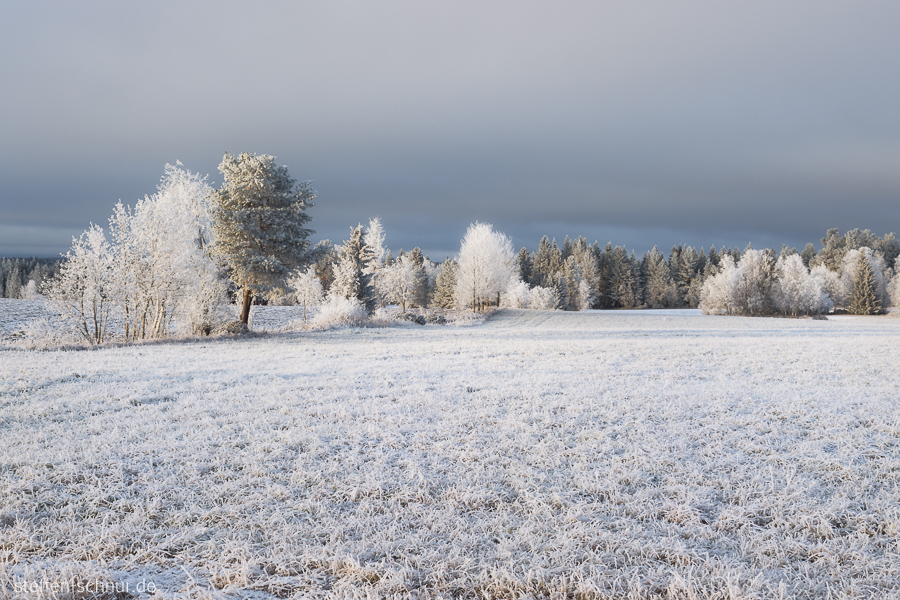 Schweden Bäume Feld Winter