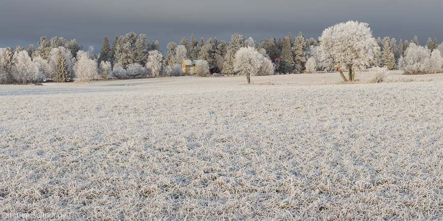 Schweden Bäume Feld Winter