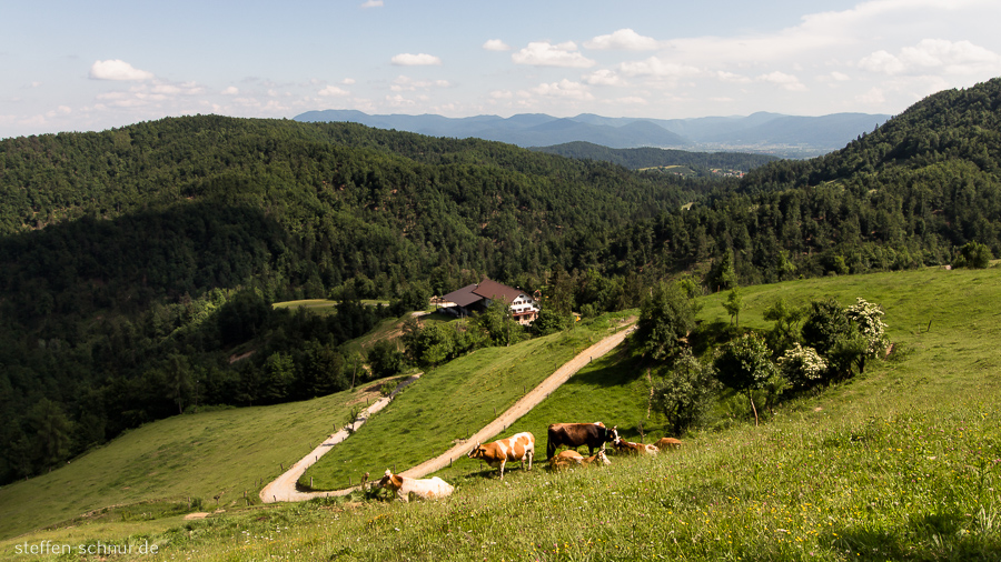 Berge Slowenien Bauernhaus Kühe Landschaft Strasse Wald
