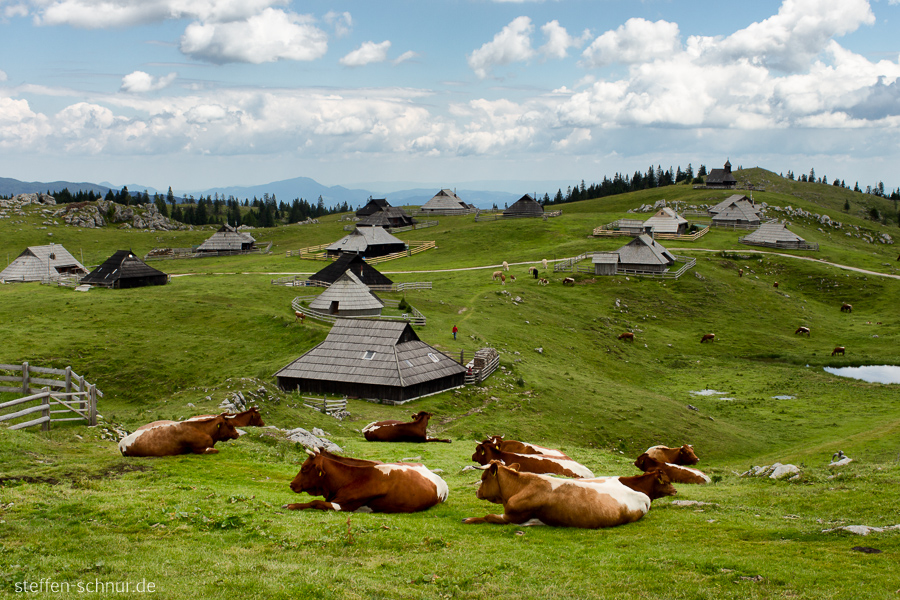 Velika Planina Slowenien Dorf Hütten Kühe